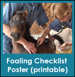 Foaling Checklist Poster (printable pdf)